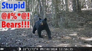 Bears Are At It Again  Game Camera Drama [upl. by Quinn244]