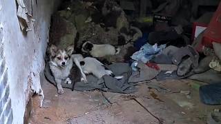 Mother dog cries helplessly beside her puppies abandoned by their owner [upl. by Ann]