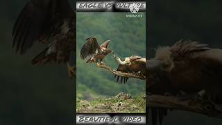 Vulture shorts wildlife viral birds animals shortvideo youtube trending nature vulture [upl. by Annuhsal]