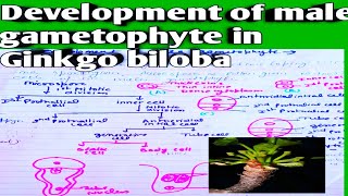 Development of male gametophyte in Ginkgo biloba [upl. by Orapma]