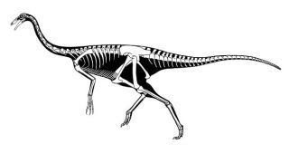 Ornithomimus  Enciclopedia sobre Dinosaurios [upl. by Imot]