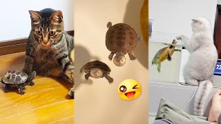 What If CAT and TURTLE Became BEST FRIENDS 🥰 When Turtles Become The Cutest Pets [upl. by Dag]