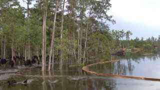 Massive Sinkhole Swallows Trees in Louisiana [upl. by Rianon]