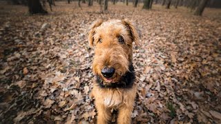 Calming Your Airedale Terrier During Thunderstorms [upl. by Rabah]