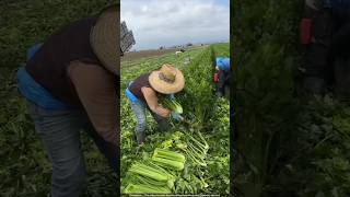 देखिए चीन में धनिया काटने वाली मशीन 🤯 coriander cultivation [upl. by Rohpotsirhc]