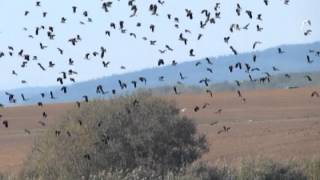 Cejka chocholata Vanellus vanellus Eurasian Lapwing Adolf Goebel [upl. by Linet]