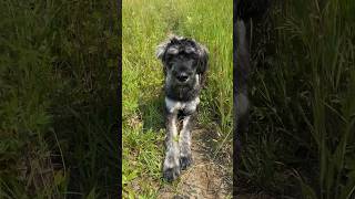 Giant Schnauzer Puppy Salt amp Pepper [upl. by Sheeb]