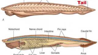 Chordate Evolution 12 [upl. by Jc]