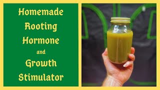 I Saved Thousands Of Dollars Using THIS Homemade Rooting Hormone and Plant Growth Stimulator [upl. by Arrac]