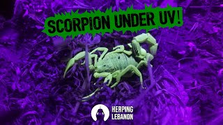 Scorpion Glowing Under UV Light shorts [upl. by Egide]