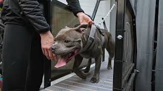 Staffordshire Bull Terrier  MANDO on treadmill [upl. by Neetsirk]