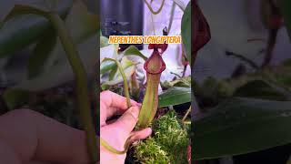 Nepenthes Longiptera pitcherplants carnivorousplant garden pitcherplant nepenthesplant plant [upl. by Markson]