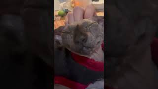 My sphynx cat wants attention 247 😄 sphynx cat shorts [upl. by Tirrag]