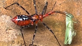 An insect caught a locust and ate it [upl. by Ezar]