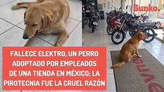 Fallece Elektro un perro adoptado por empleados de una tienda en México la pirotecnia fue la razón [upl. by Lajib]