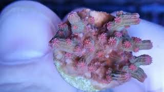 Cyphastrea decadia2 coral gandalf [upl. by Ikcin]