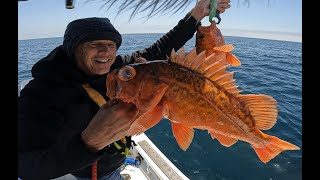 Coronado Islands Rockpile Nine Mile Bank Point Loma Rockfish and calico bass [upl. by Kant]