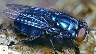 Bluebottle Fly  Decomposer And Pollinator [upl. by Pattison680]