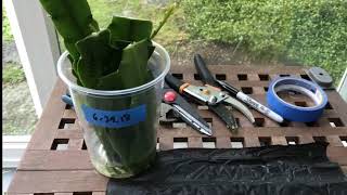 THE FASTEST AND THE MOST EFFECTIVE WAY TO PROPAGATE EPIPHYLLUM OR ORCHID CACTUS [upl. by Nancie]