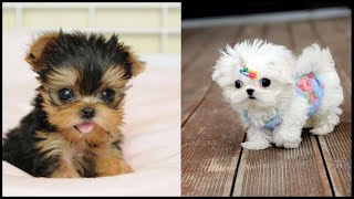 Adorable Teacup Yorkie Puppies Compilation Video [upl. by Llezom]