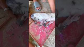 Female rabbit 🐇🐰 feeding rabbit animals bunny pets funny minivlog birds shortsfeed minizo [upl. by Mahan]