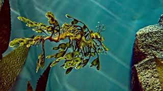 Facts About Leafy Sea Dragon [upl. by Zanlog]