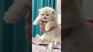 Extremely Silly Cats 75 cats sillykitty funny shorts fyp [upl. by Eyde]