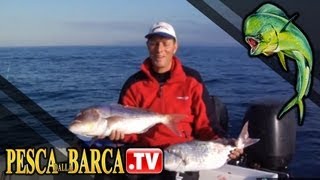 Come imparare a pescare i dentici Dentex dentex  parte 3 di 3  Pesca dalla Barca TV [upl. by Rosabella]