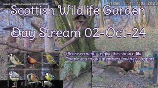 Day Stream October 2nd 2024  Bird Feeders Wildlife Cameras Scotland UK from SWG [upl. by Noyr]