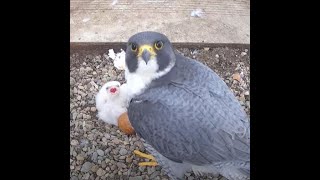 Worcester Cathedral Peregrines Live Stream [upl. by Duahsar678]