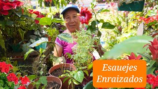 COMO van los RESULTADOS de los ENRAIZANTES Caseros  ENRAIZAR esquejes en CASA [upl. by Horacio593]