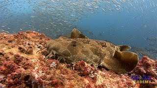 Wobbegong Sharks  SHARK ACADEMY [upl. by Yakcm498]