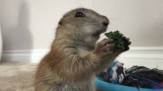 Prairie dog popcorn loves his snacks and doesnt want to share [upl. by Malliw]