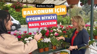 🌱Balkonum için Uygun Bitkiyi Nasıl Seçerim [upl. by Ainatit]