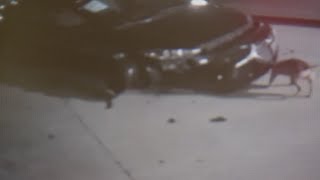 VIDEO Stray dogs destroy cars at Texas dealership [upl. by Carrie]