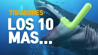 Los 10 Tiburones Más Gigantes del Mundo 🌊 ¡Descubre a los Colosos del Océano [upl. by Leckie840]