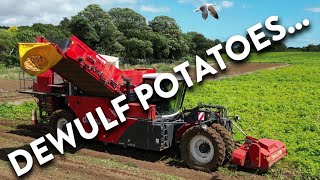 4Kᵁᴴᴰ Harvest 2024 Valcourt Farms Dewulf potato harvester near Sudbourne in Suffolk [upl. by Lawrenson231]