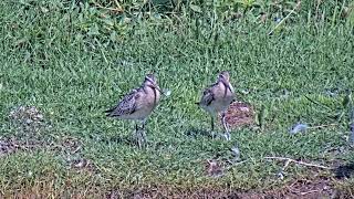 Aguja colipinta 100923 Kuliska Gorria Bartailed Godwit [upl. by Mensch]