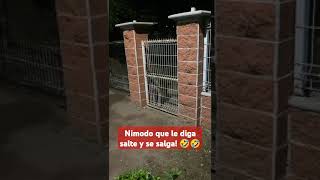 🤣🤣 Hace más caso que muchos 🤣🤣 comedy humor funnyvideo perros puglife reels [upl. by Mick]