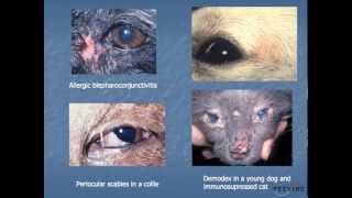 Systemic Disease and the Eye Dermatologic and Conjunctival Manifestations [upl. by Kowal]