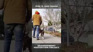 Introducing My 1 Year Old Rescue Dog to Leash Training Clip [upl. by Sension]