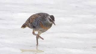 Buff banded Rail 11092023 2 [upl. by Nebuer]