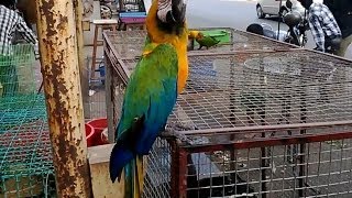 Very Cute Blue and Yellow Gold Macaw Parrot in Mira Road India 2014 HD VIDEO [upl. by Lemyt258]