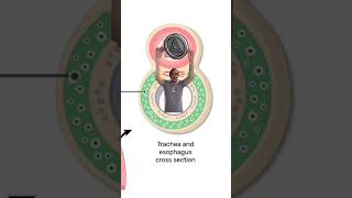 Esiphagus or trachea [upl. by Sone]