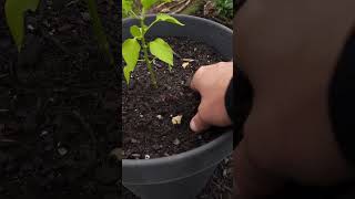 Prune vs No Prune Peppers Update 01 garden gardening [upl. by Anees]