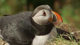 Arctic Atlantic PuffinFratercula arcticaLunni [upl. by Atilrak]