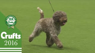 Best of Breed  Lagotto Romagnolo  Crufts 2016 [upl. by Edmund]