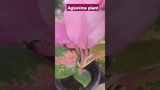 Indoor air purifierer Aglaonima plant [upl. by Danieu]