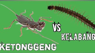 ketonggeng kalajengking cambuk vs kelabang experiment kalajengking kalacuka vs kelabang [upl. by Hyland]