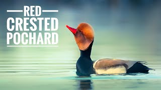 RED CRESTED POCHARD  Voice  Flight  Action  Behaviour [upl. by Eanod]